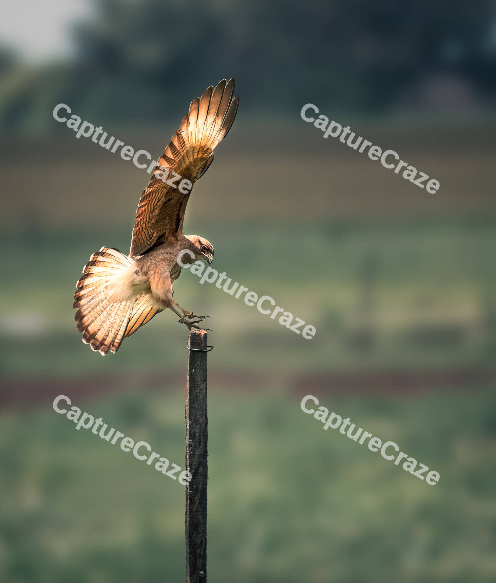 Chimango Caracara Bird